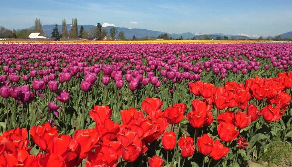 Tulips | Max Dale's Steak & Chop House | Mount Vernon, Washington | Skagit | Lunch, Dinner, Martini Lounge, Catering