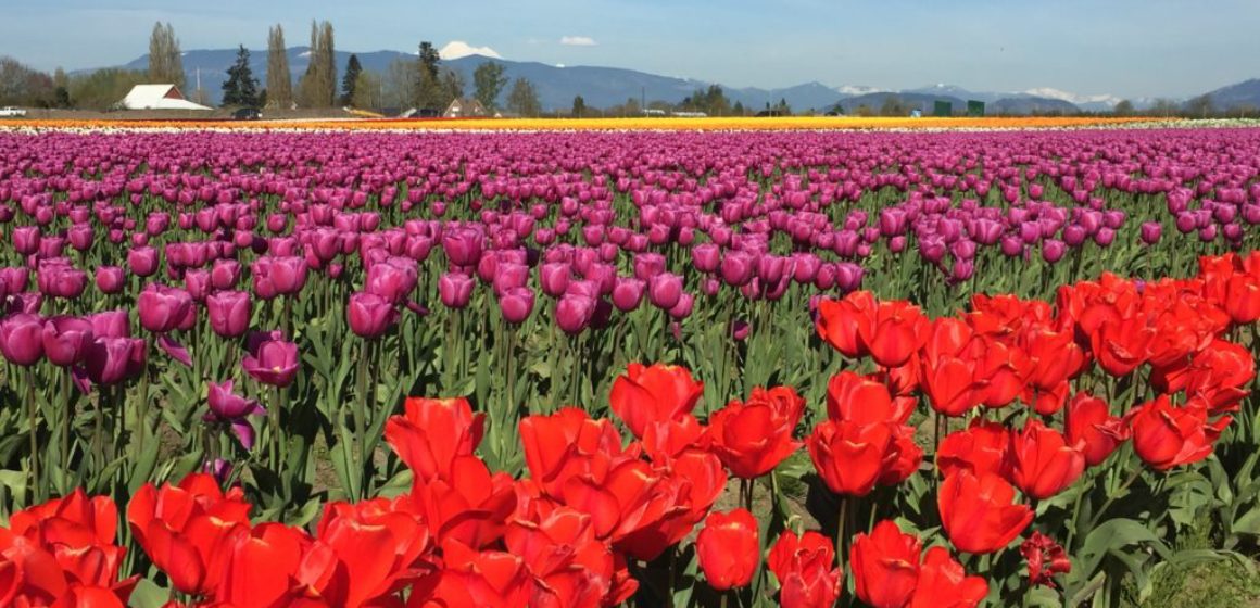Tulips | Max Dale's Steak & Chop House | Mount Vernon, Washington | Skagit | Lunch, Dinner, Martini Lounge, Catering